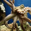 Picture for song 'Mr. Octopus' by artist 'Rob Lewczyk'