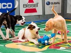 Picture for song 'PUPPY BOWL' by artist 'SEAN CHRIST'