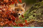 Picture for song 'TODAY IS FALL' by artist 'SEAN CHRIST'