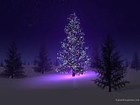 Picture for song 'Stille Nacht' by artist 'Self laid traps'