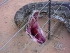 Picture for song 'venemous pitvipers' by artist 'SLIMBUDDHA RECORDS'