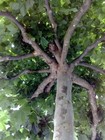 Picture for song 'PLANTEDFIRM.mp3' by artist 'Stranger Fly'