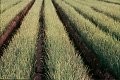 Picture for song 'Green Onions' by artist 'Stu Miller'