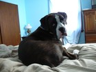 Picture for song 'Doggy' by artist 'Super Automatic'