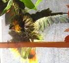 Picture for song 'Summer Ecstatic' by artist 'TechLo'