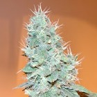 Picture for song 'That smoke weed music' by artist 'Thats Real Entertainment'