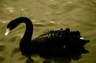 Picture for song 'Circus Clown' by artist 'the black swan'
