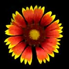 Picture for song 'A Song About a Beautiful Day' by artist 'The Williams Family'