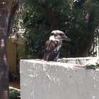 Picture for song 'Cowards Dance.mp3' by artist 'tichphillips'