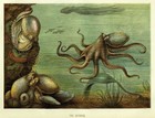 Picture for song 'The Octopus and I' by artist 'Tim Green'