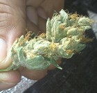 Picture for song 'GetLow' by artist 'TinyC310WestLAMusic'