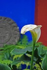 Picture for song 'Coyoacan' by artist 'Victor M. Garcia'