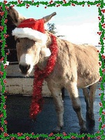 Picture for song 'Dominick The (Itallian Hitman) Donkey' by artist 'VMP (USA)'