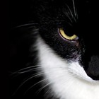 Picture for song 'basement cats' by artist 'wado production'