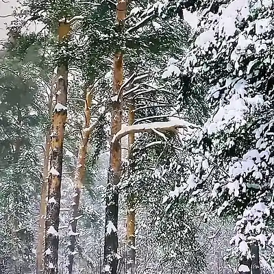 Picture for song 'Once I Love You Dear' by artist 'Chico's Prizon 2001'