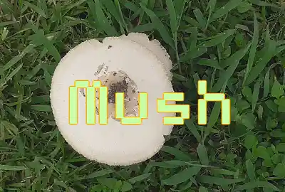 Song picture of 'Mush'