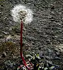 Picture for song 'gruen gegen grau' by artist 'osunbaba'