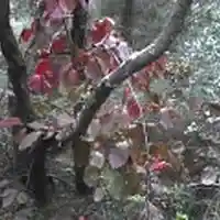 Picture for song 'Como una enredadera' by artist 'ferry262'