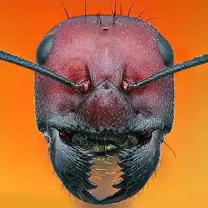 Picture for song 'Ants' by artist 'Florian Gleisberg'