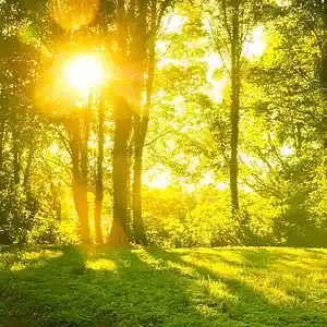 Picture for song 'Morning Forest' by artist 'allbestok'