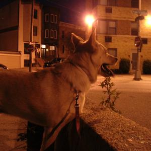 Picture for song 'Slowly Diane' by artist 'Engine 11'