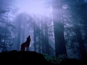 Picture for song 'Enlightening, Beautiful Piano Song By Devin Smith' by artist '4est Best production (Forrest Wilson)'