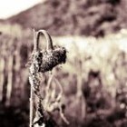 Picture for song 'Mortality (Cinematic Theme Music) -Free Download-' by artist '831beats'