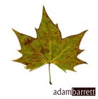 Picture for song 'Now or Never' by artist 'Adam Barrett'