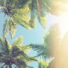 Picture for song 'Sunshine' by artist 'Anthill Muzik'