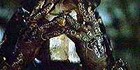 Picture for song 'predator' by artist 'Blakka P'