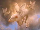 Picture for song 'Dark Side of Pigs' by artist 'Brian Meacham'
