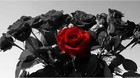 Picture for song 'Black Roses' by artist 'BROKE PROOF INC.'