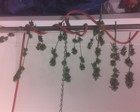 Picture for song 'Sensimilla greenery' by artist 'Brothaz Grimm'