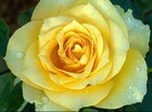 Picture for song 'Unspoken Secrets of Roses/ with Faunaserene' by artist 'Carlo D'Anna'