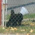 Picture for song '0700' by artist 'Cat attack toy'