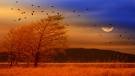 Picture for song 'running with the wind' by artist 'Chukura'
