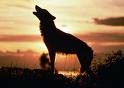 Picture for song 'Runnin' With Wolves' by artist 'Clem and Clem'