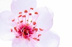 Picture for song 'Blossom' by artist 'COLEMAN PRODUCTIONS'