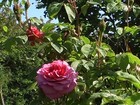 Picture for song 'MY VALENTINE ROSE' by artist 'COLIN'S POETRY IN SONG'