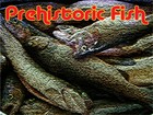 Picture for song 'Prehistoric Fish Part 3' by artist 'Council of One'
