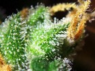 Picture for song 'Taxation (demo dub)' by artist 'Crystal Trees'