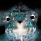 Picture for song 'chameleon 2010' by artist 'danielgomez'