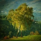 Picture for song 'Entwined' by artist 'Dave Berry'
