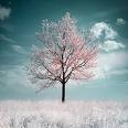 Picture for song 'Silent Tree' by artist 'deely'