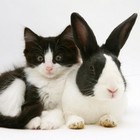 Picture for song 'Two Doves' by artist 'Drumsynth'