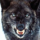 Picture for song 'Show Me What You Got...' by artist 'Earth Blues 2'