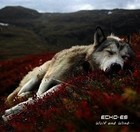 Picture for song 'Wolf and Wind' by artist 'Echo-ES (RU)'