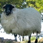 Picture for song 'lead the sheeple' by artist 'Ezra Bai'