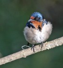 Picture for song 'Anthem 1 (S439Mvt4)' by artist 'FranklinEMorris'