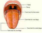 Picture for song 'how my D:ck taste (Free Download Beat)' by artist 'GPaugam'